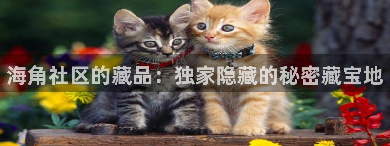 海角社区怎么进去的：海角社区的藏品：独家隐藏的秘密藏宝地